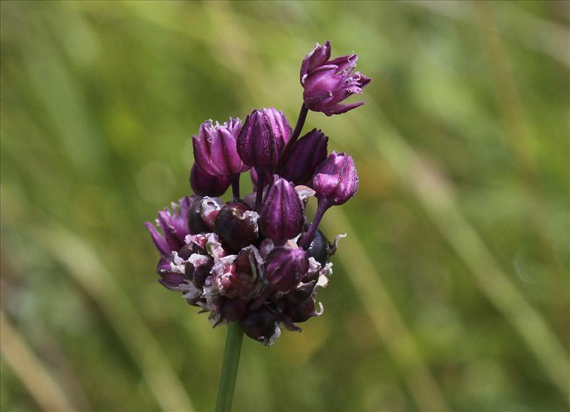 Allium scorodoprasum (door Peter Meininger)