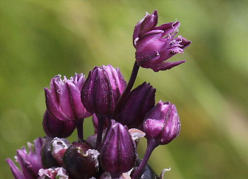 Allium scorodoprasum (door Peter Meininger)