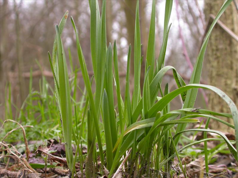 Allium scorodoprasum (door Peter Meininger)