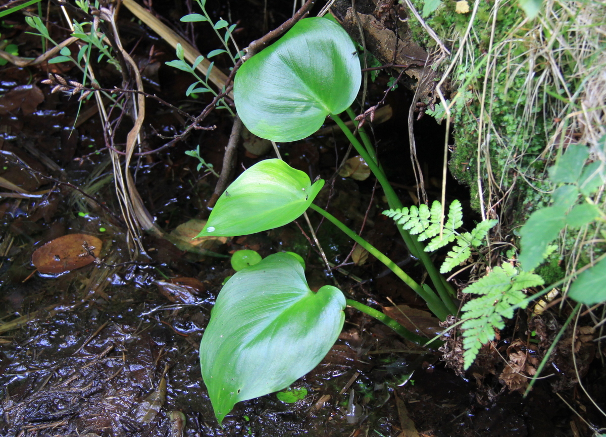 Calla palustris (door Peter Meininger)