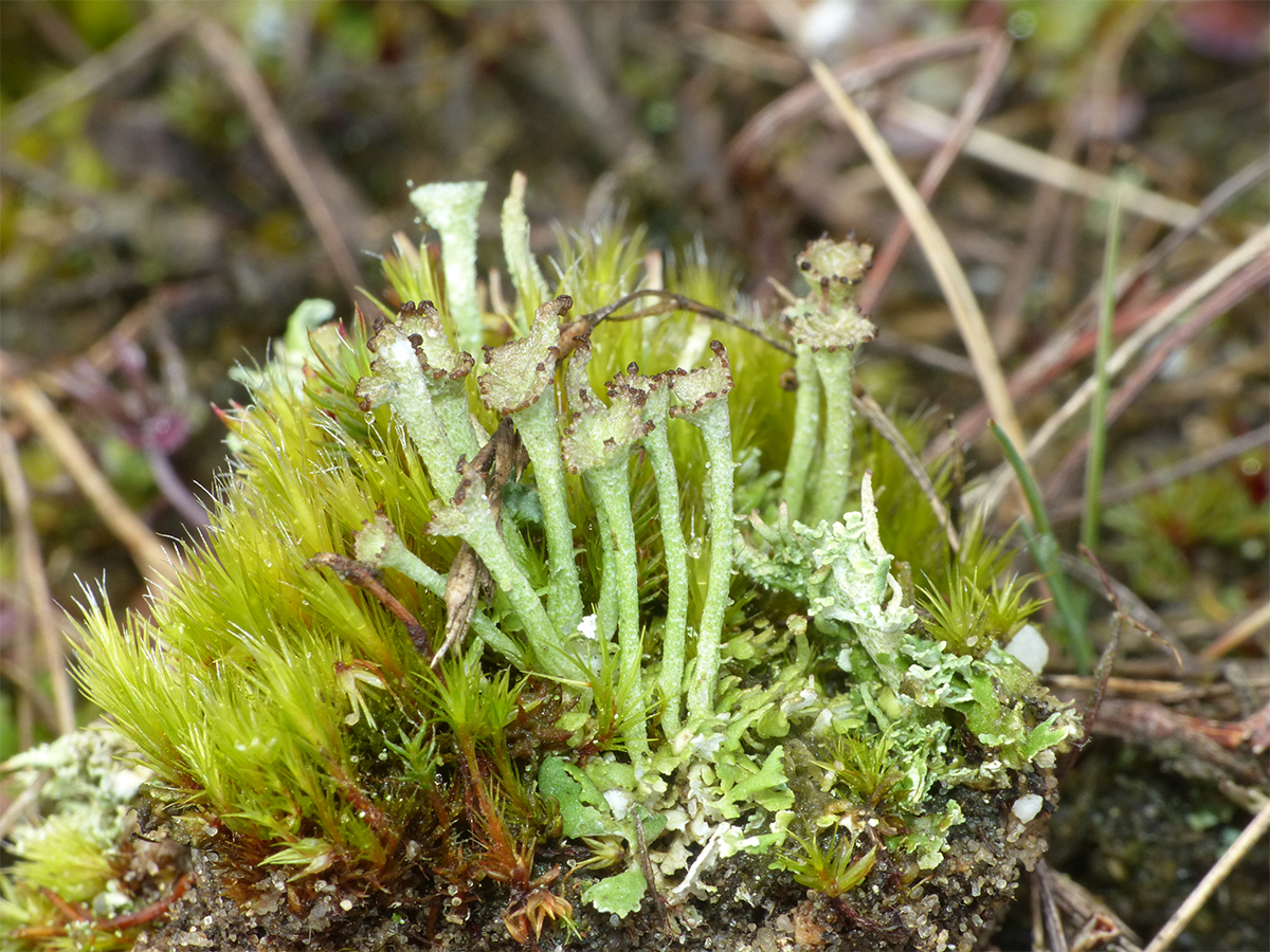 Cladonia pulvinata (door Koen Verhoogt)