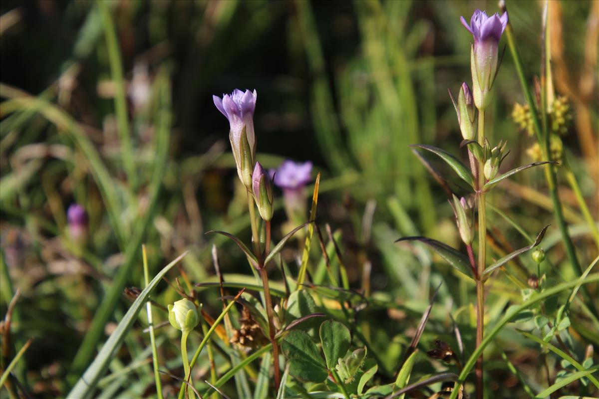 Gentianella amarella (door Maarten Langbroek)