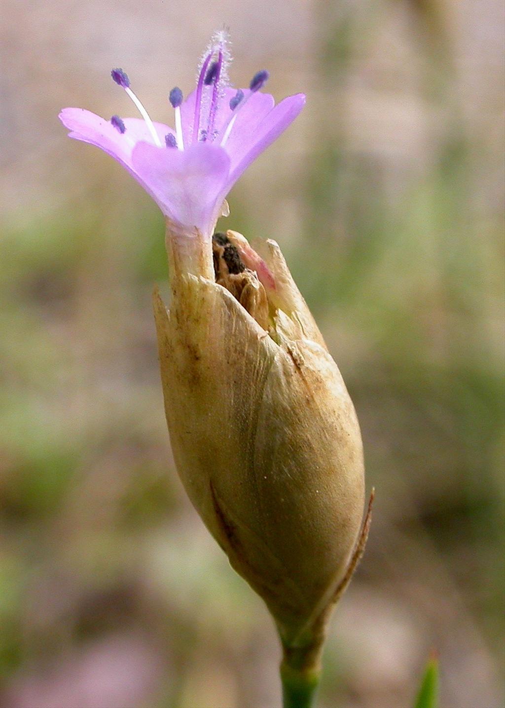 Petrorhagia prolifera (door Peter Meininger)