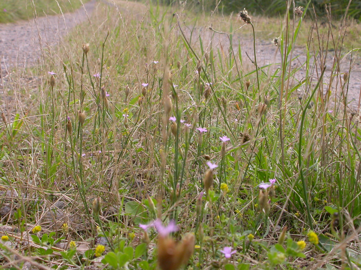 Petrorhagia prolifera (door Peter Meininger)