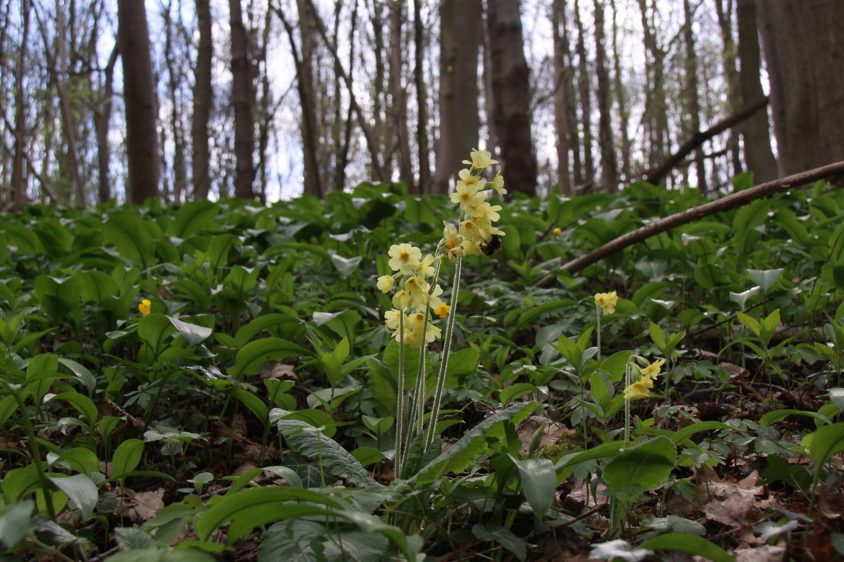 Primula elatior (door Peter Meininger)