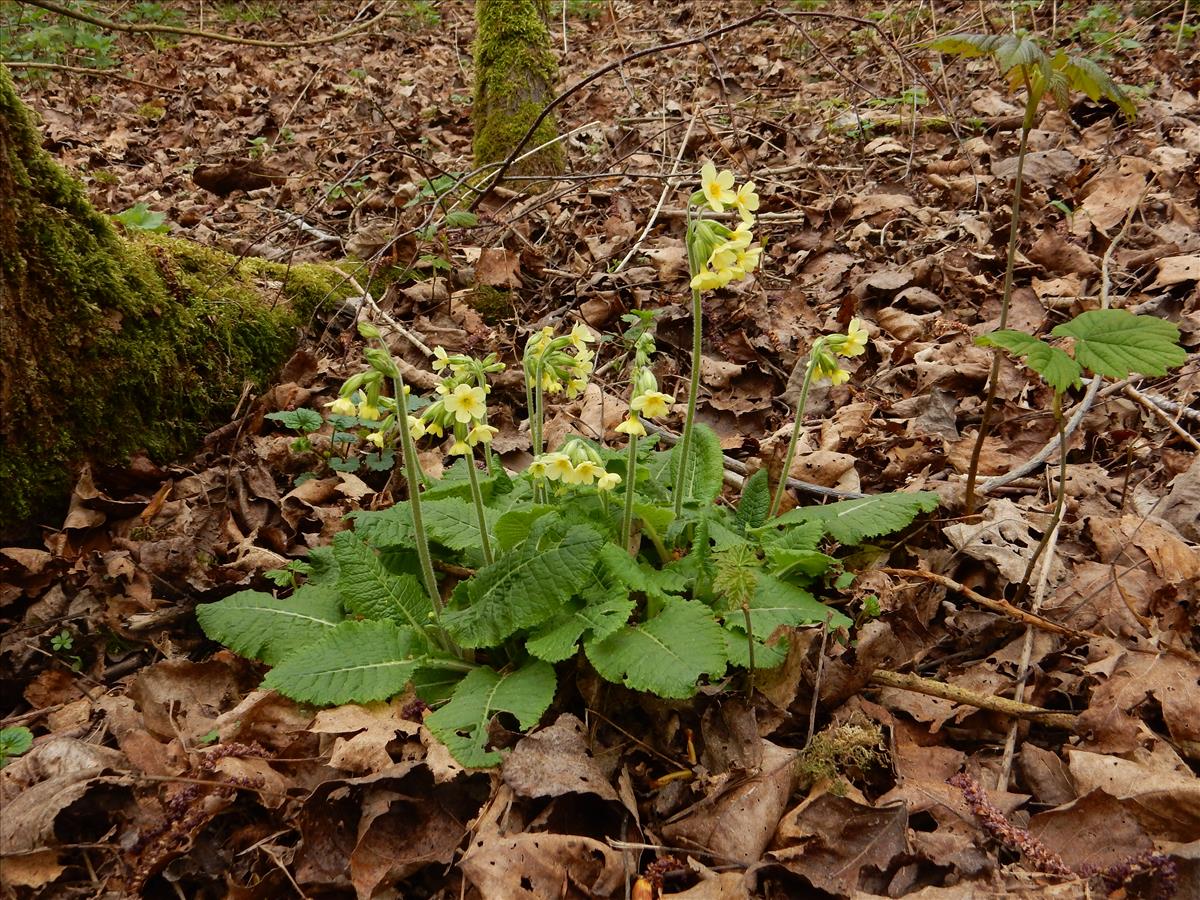 Primula elatior (door Peter Meininger)