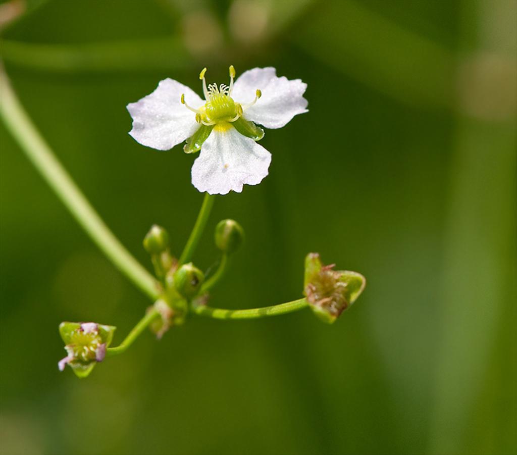 Alisma lanceolatum (door Wijnand van Buuren)