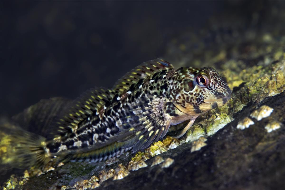 Lipophrys pholis (door Marion Haarsma)