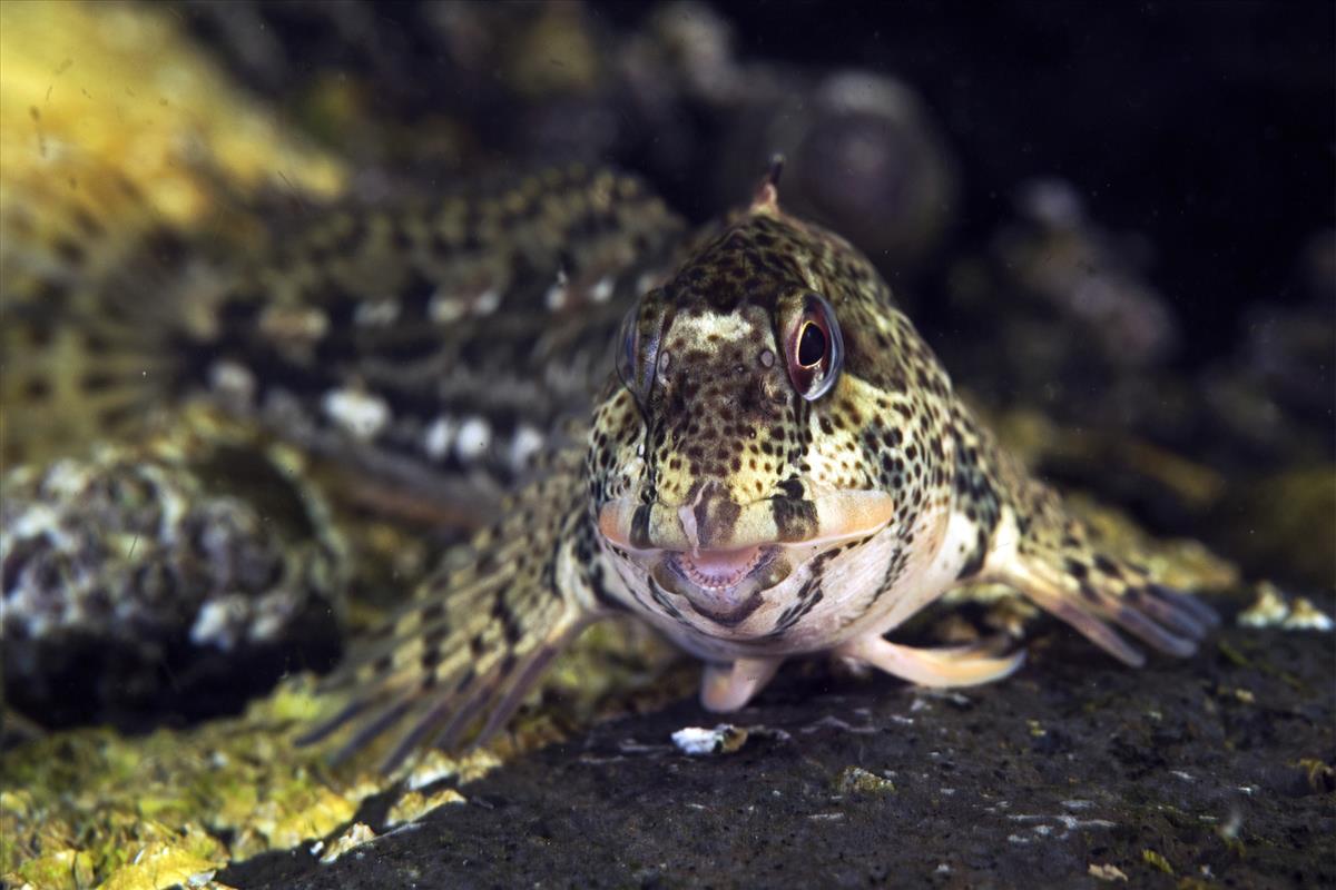 Lipophrys pholis (door Marion Haarsma)