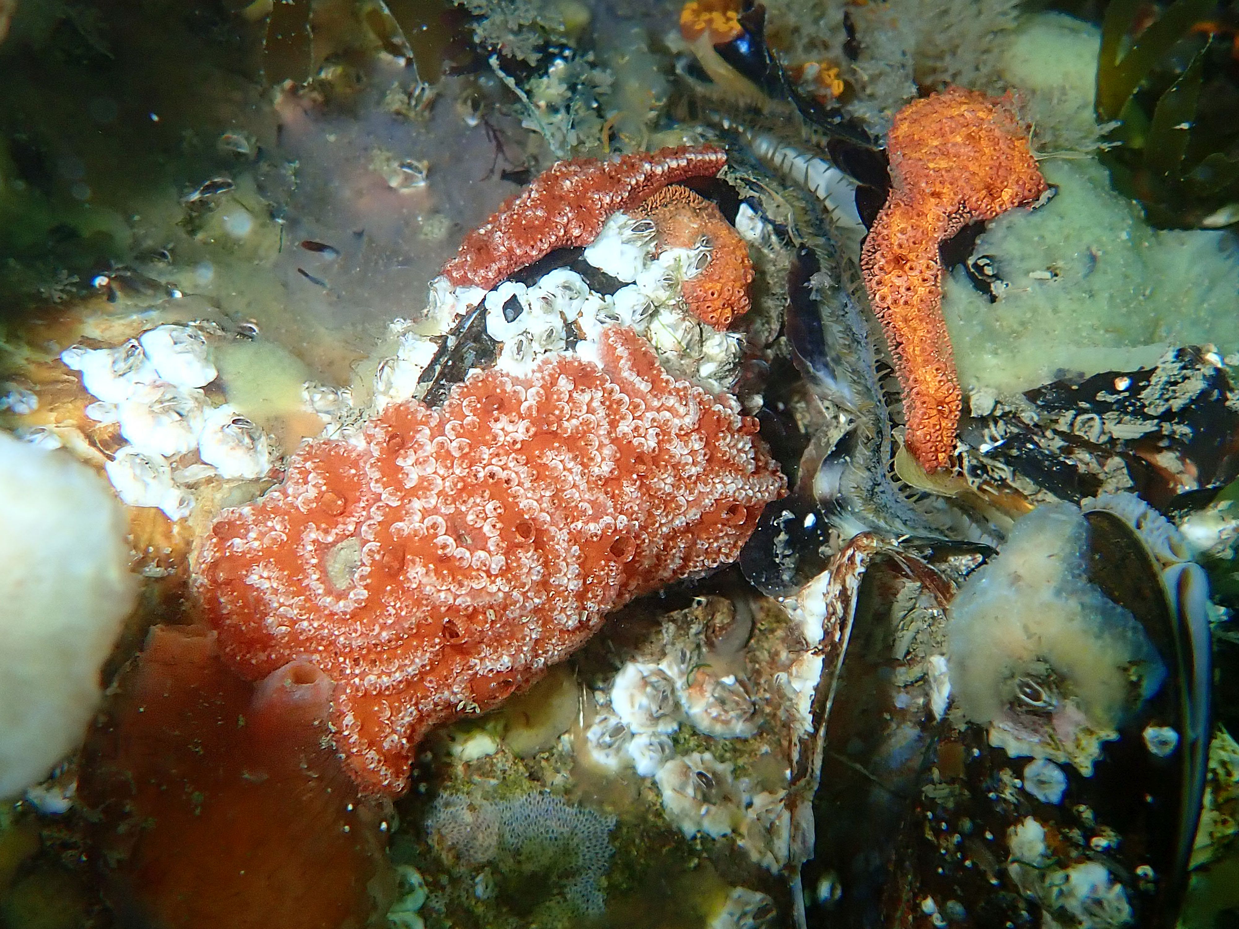 Botrylloides violaceus (door Adriaan Gmelig Meyling)