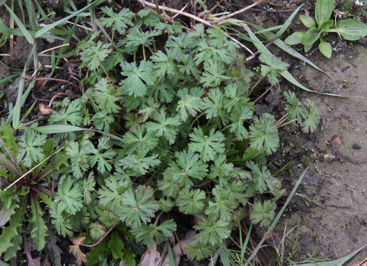 Geranium dissectum (door Peter Meininger)