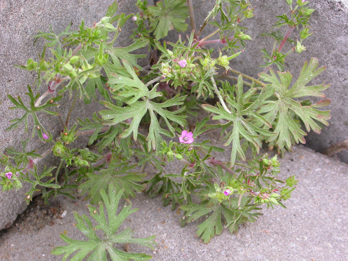 Geranium dissectum (door Peter Meininger)