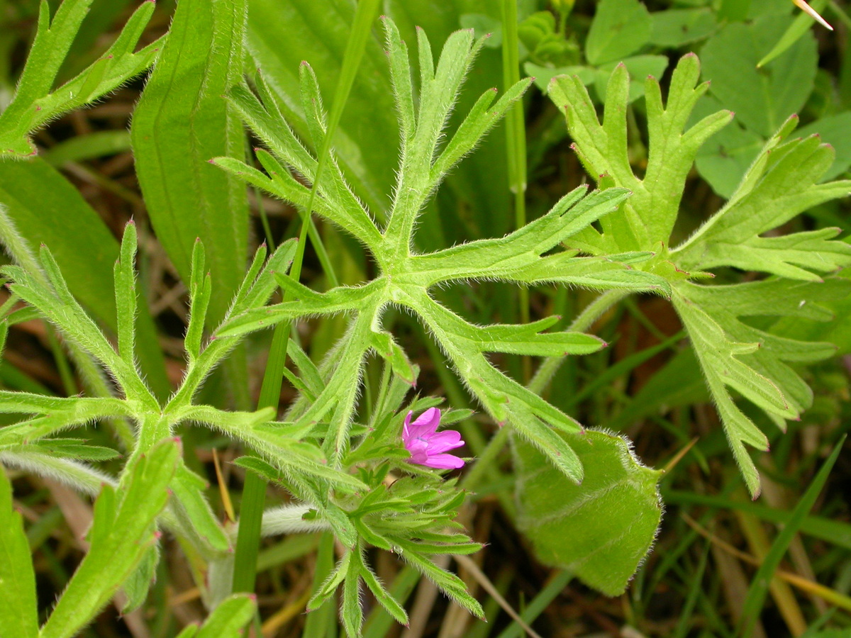 Geranium dissectum (door Peter Meininger)