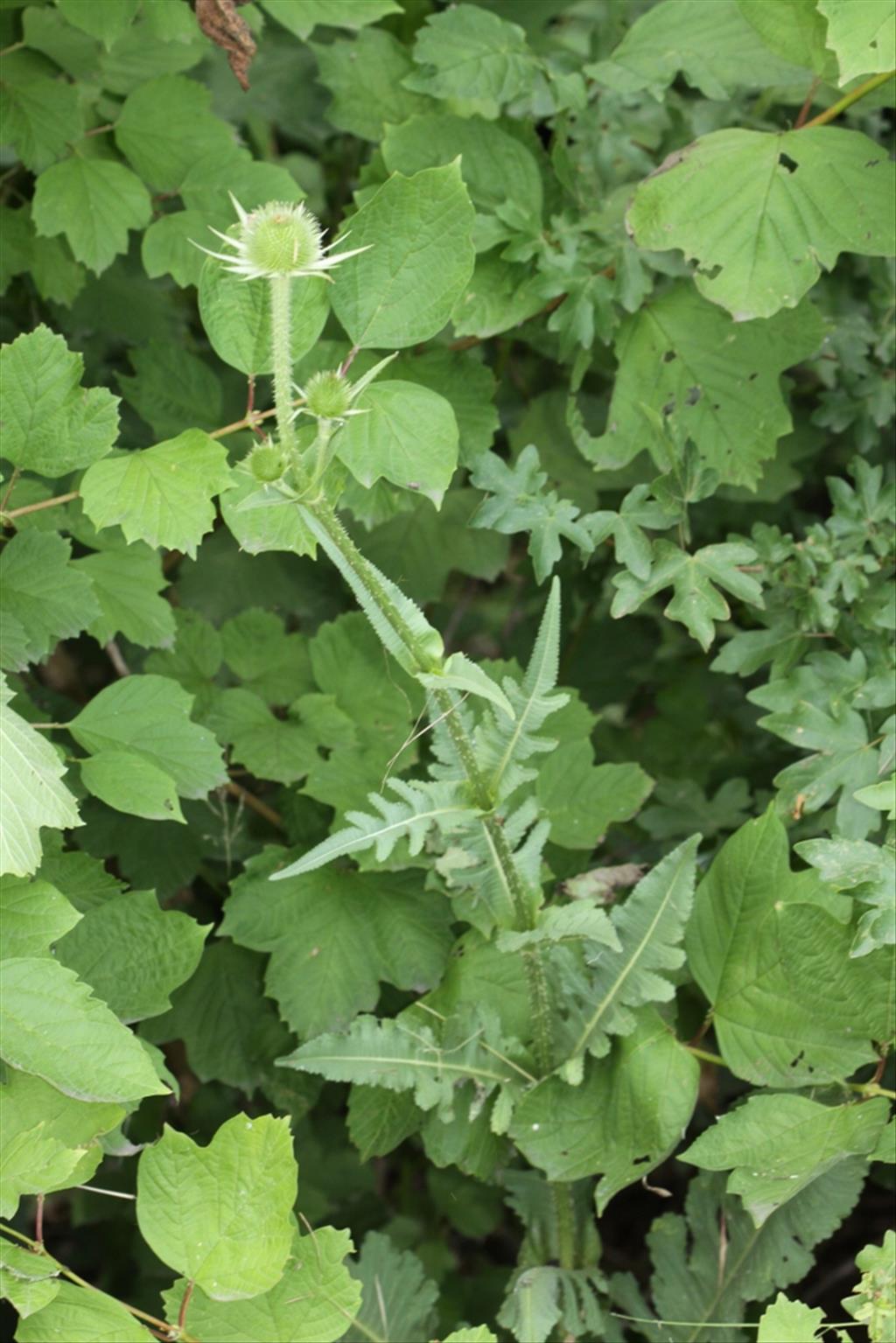 Dipsacus laciniatus (door Peter Meininger)