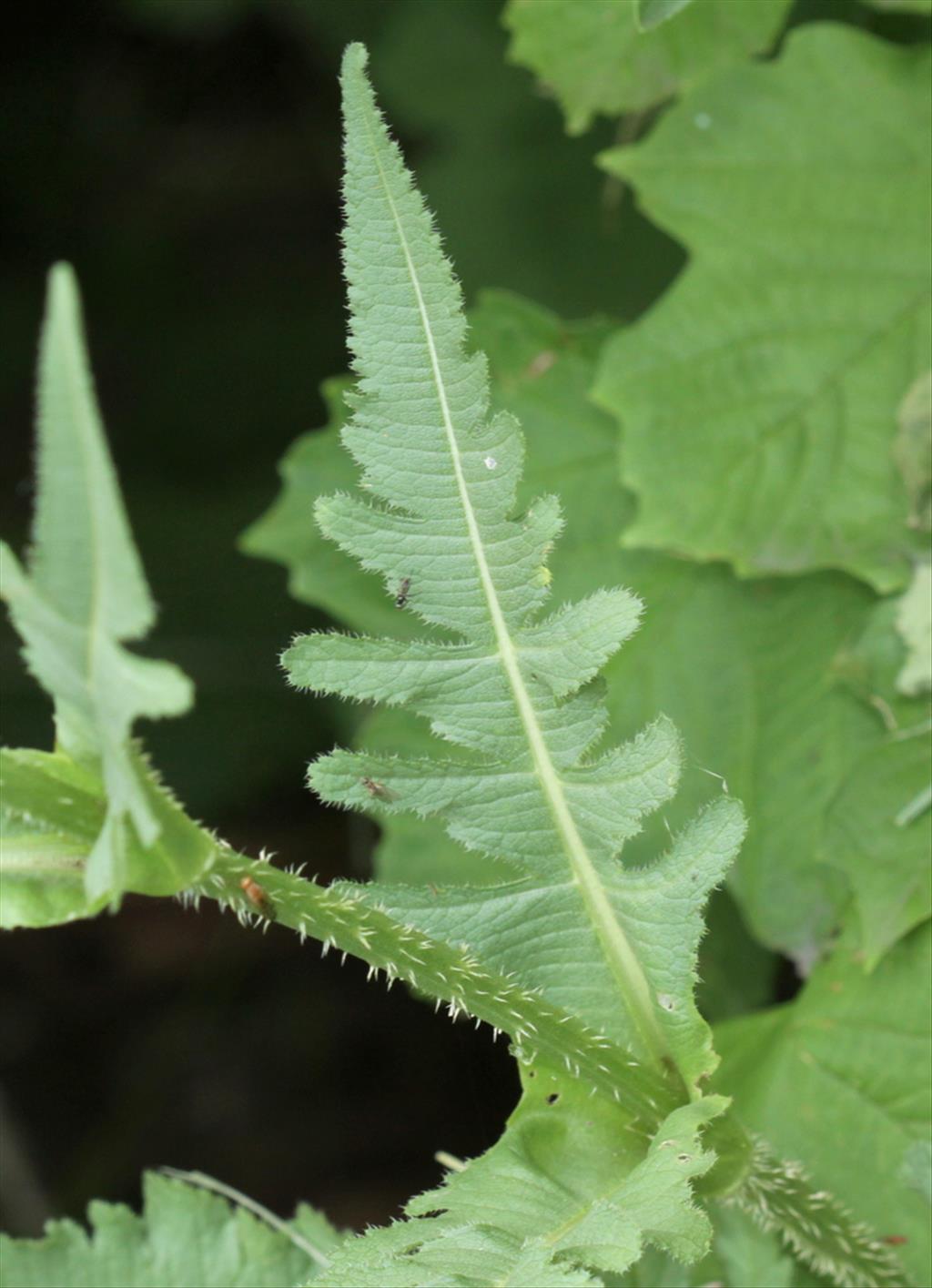 Dipsacus laciniatus (door Peter Meininger)