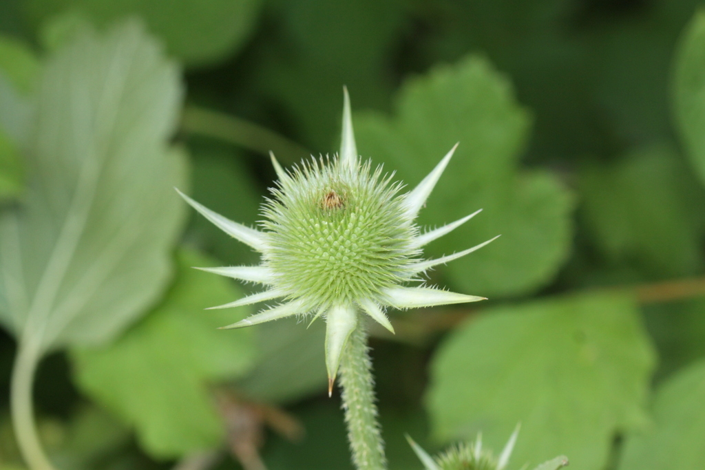 Dipsacus laciniatus (door Peter Meininger)