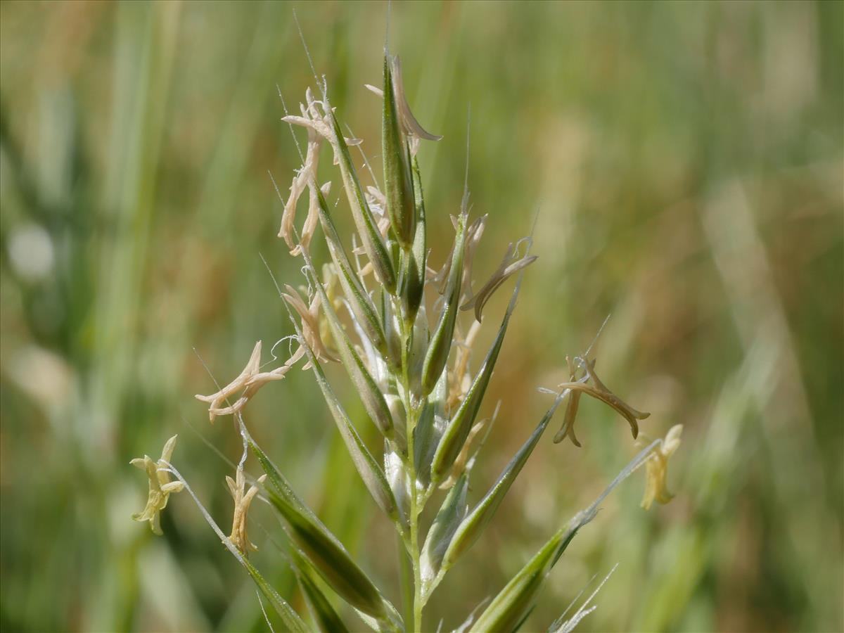 Anthoxanthum aristatum (door Fred Severin)