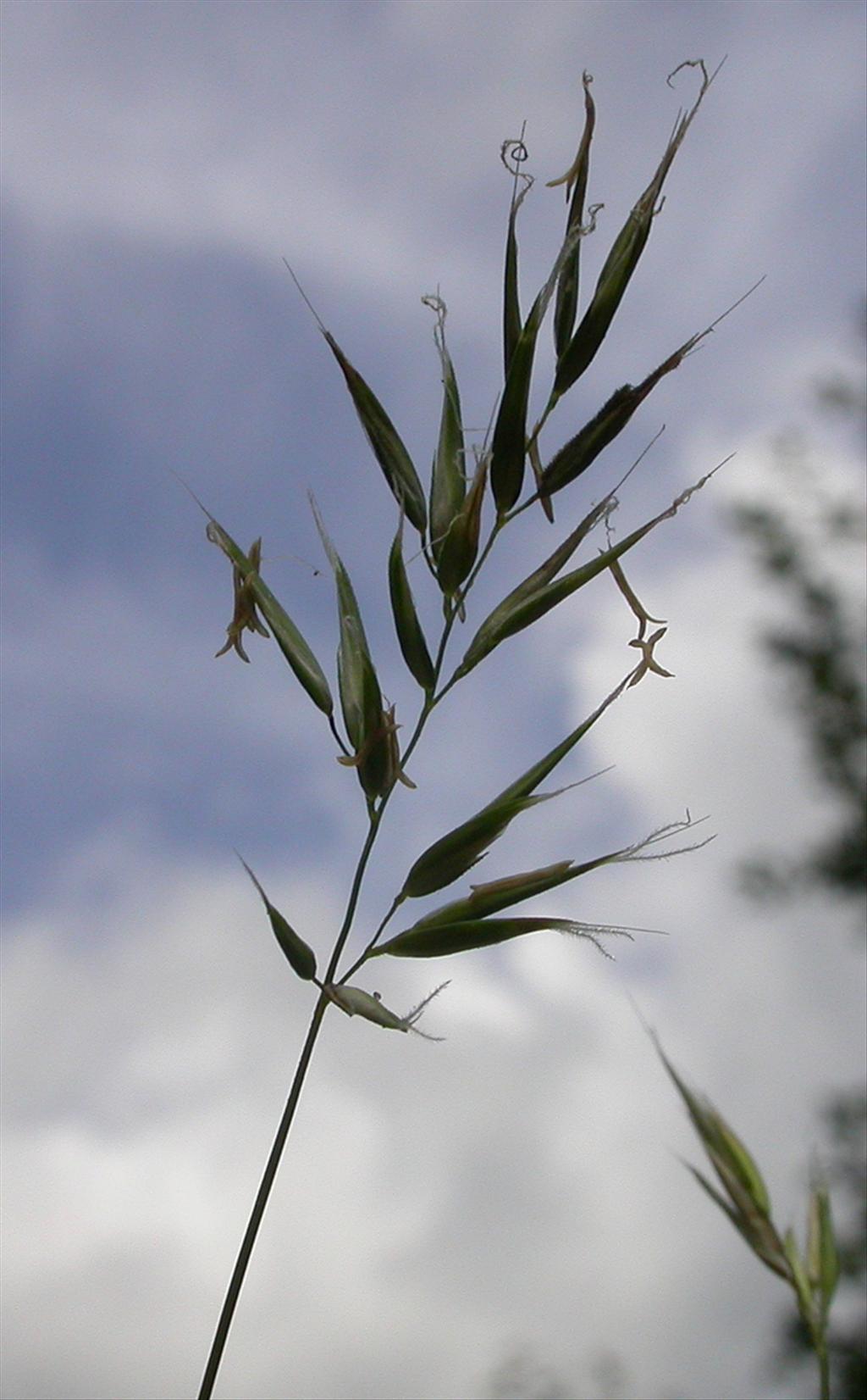 Anthoxanthum aristatum (door Peter Meininger)