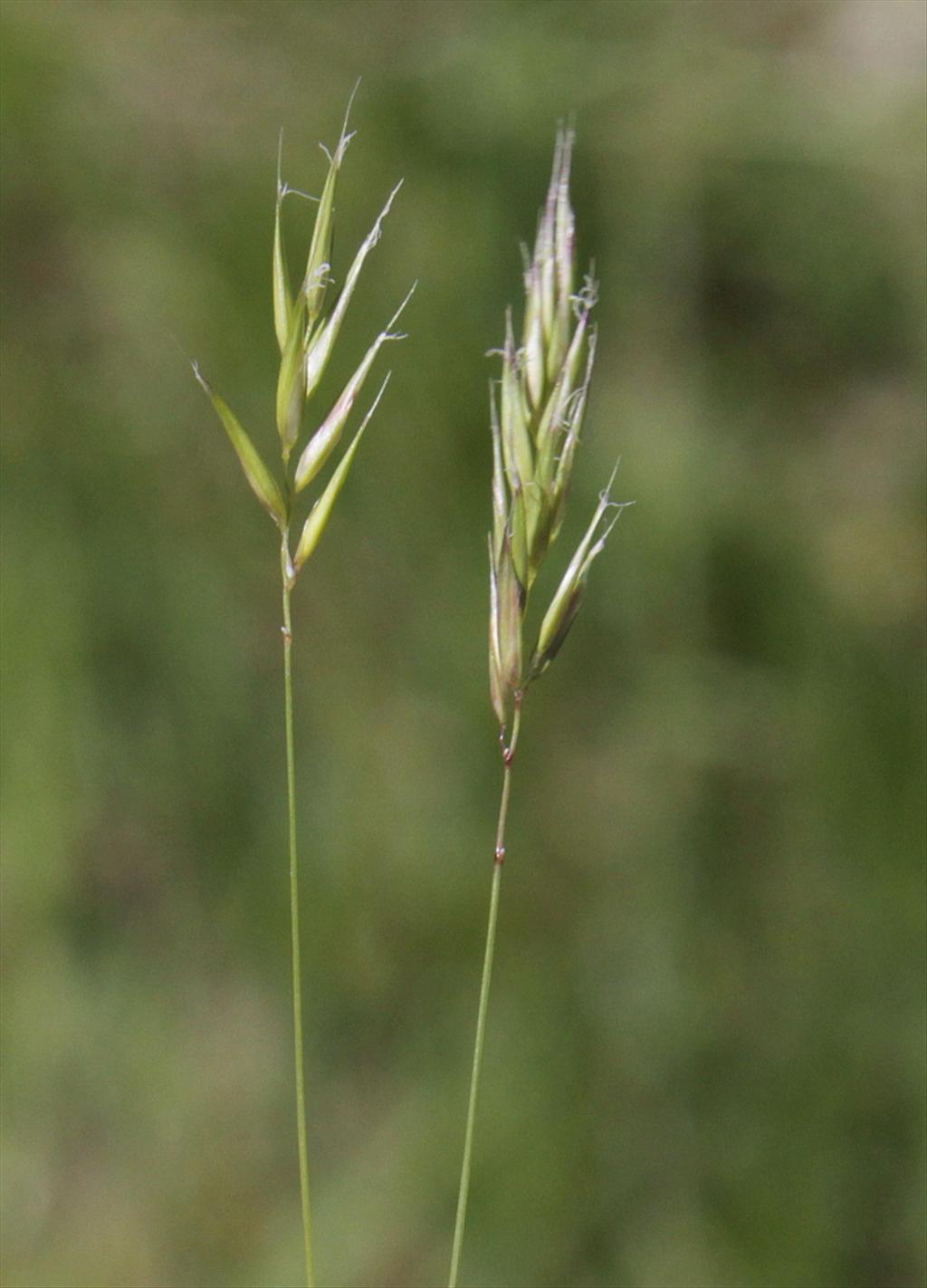 Anthoxanthum aristatum (door Peter Meininger)