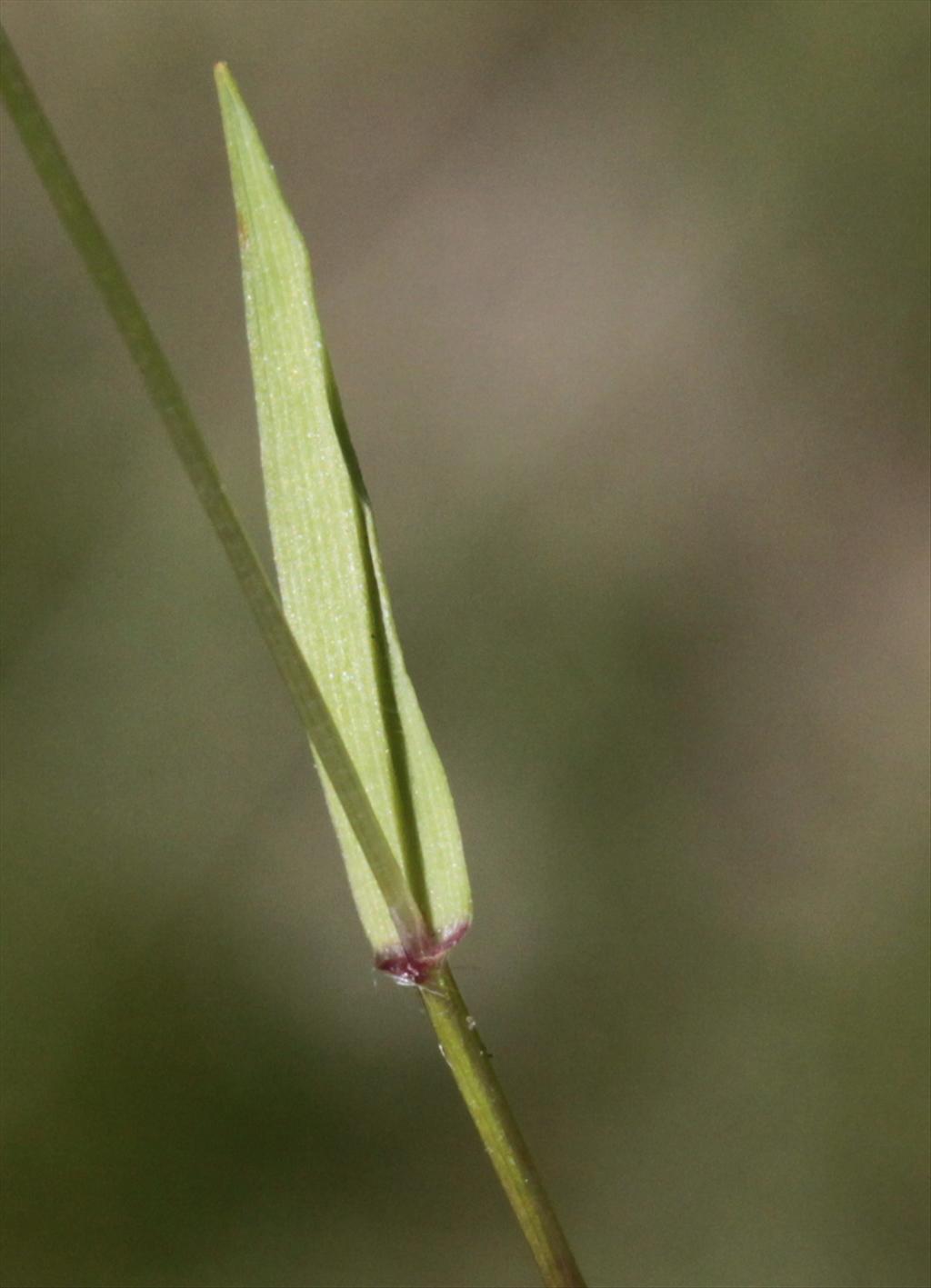 Anthoxanthum aristatum (door Peter Meininger)