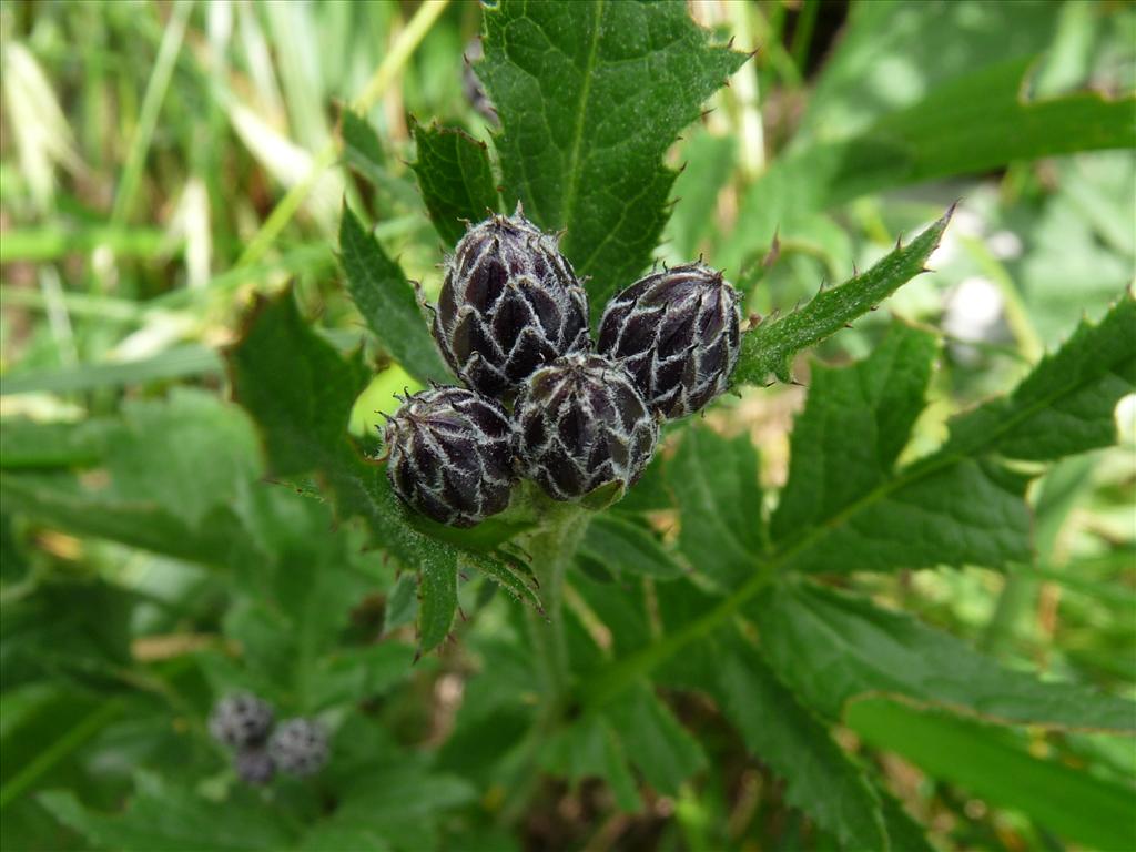 Serratula tinctoria (door Willemien Troelstra)