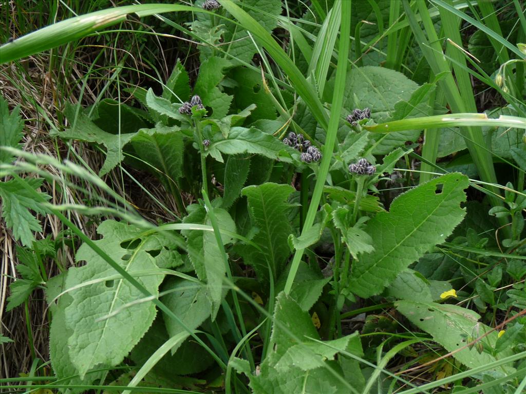 Serratula tinctoria (door Willemien Troelstra)