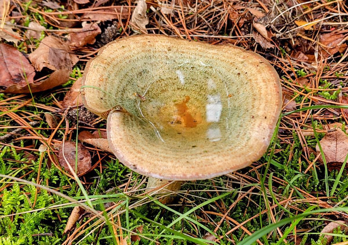 Lactarius deliciosus (door Aldert Gutter)
