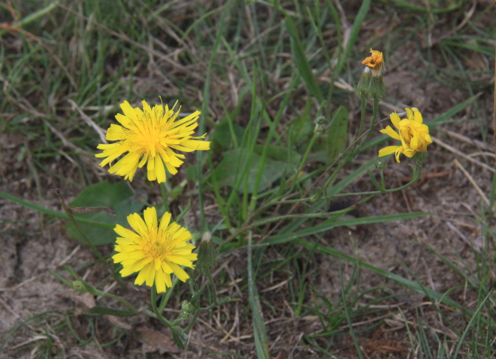 Crepis tectorum (door Peter Meininger)