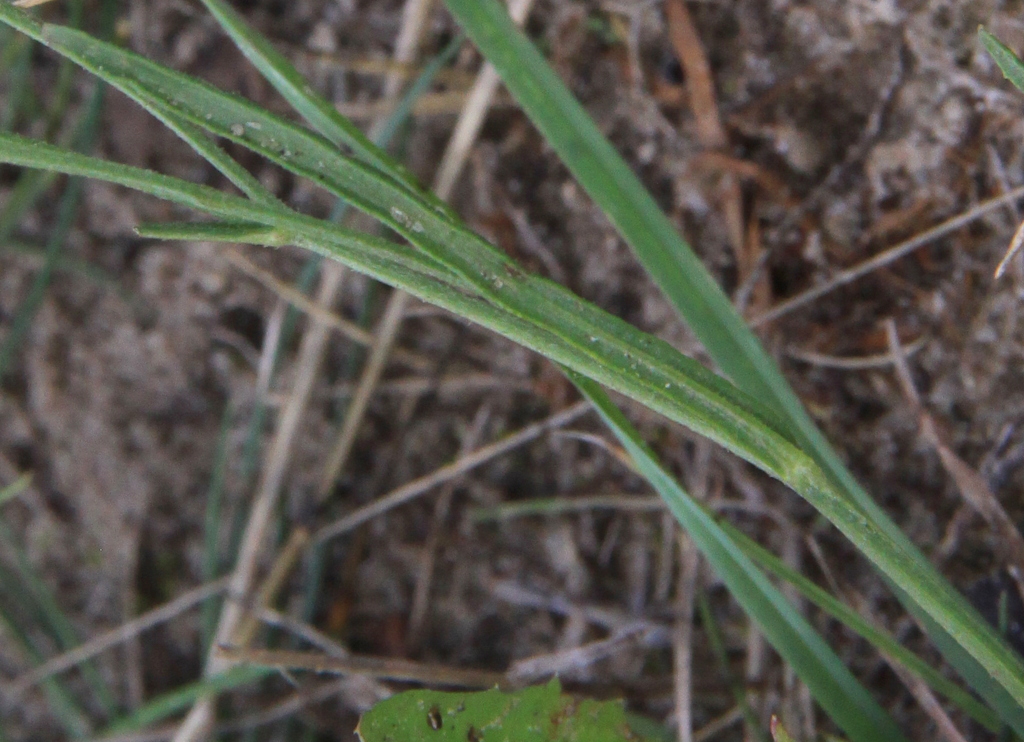 Crepis tectorum (door Peter Meininger)