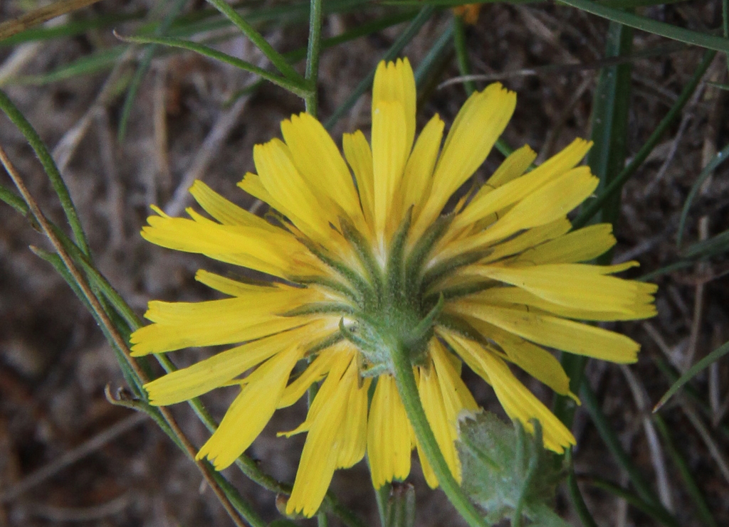 Crepis tectorum (door Peter Meininger)