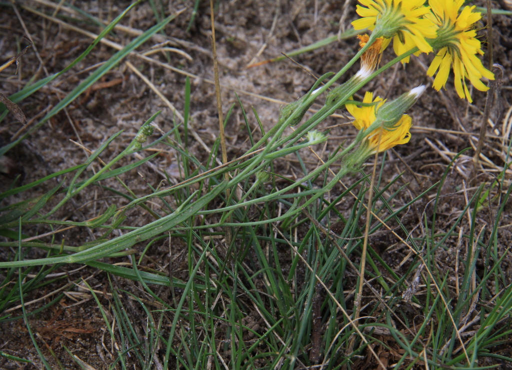 Crepis tectorum (door Peter Meininger)