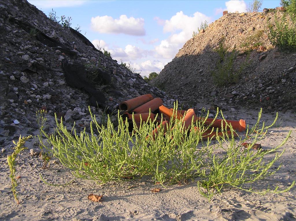 Corispermum pallasii (door Frank van Gessele)