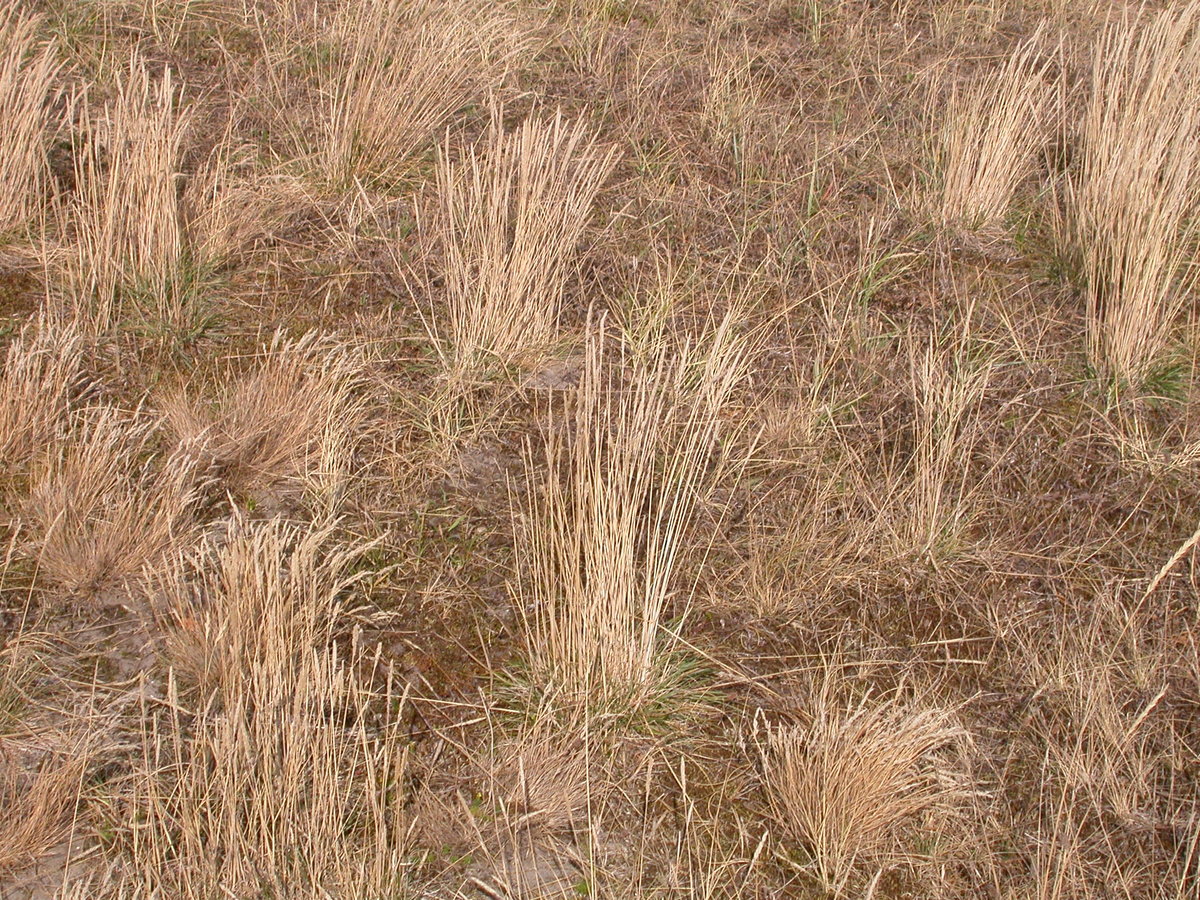 Koeleria albescens (door Peter Meininger)