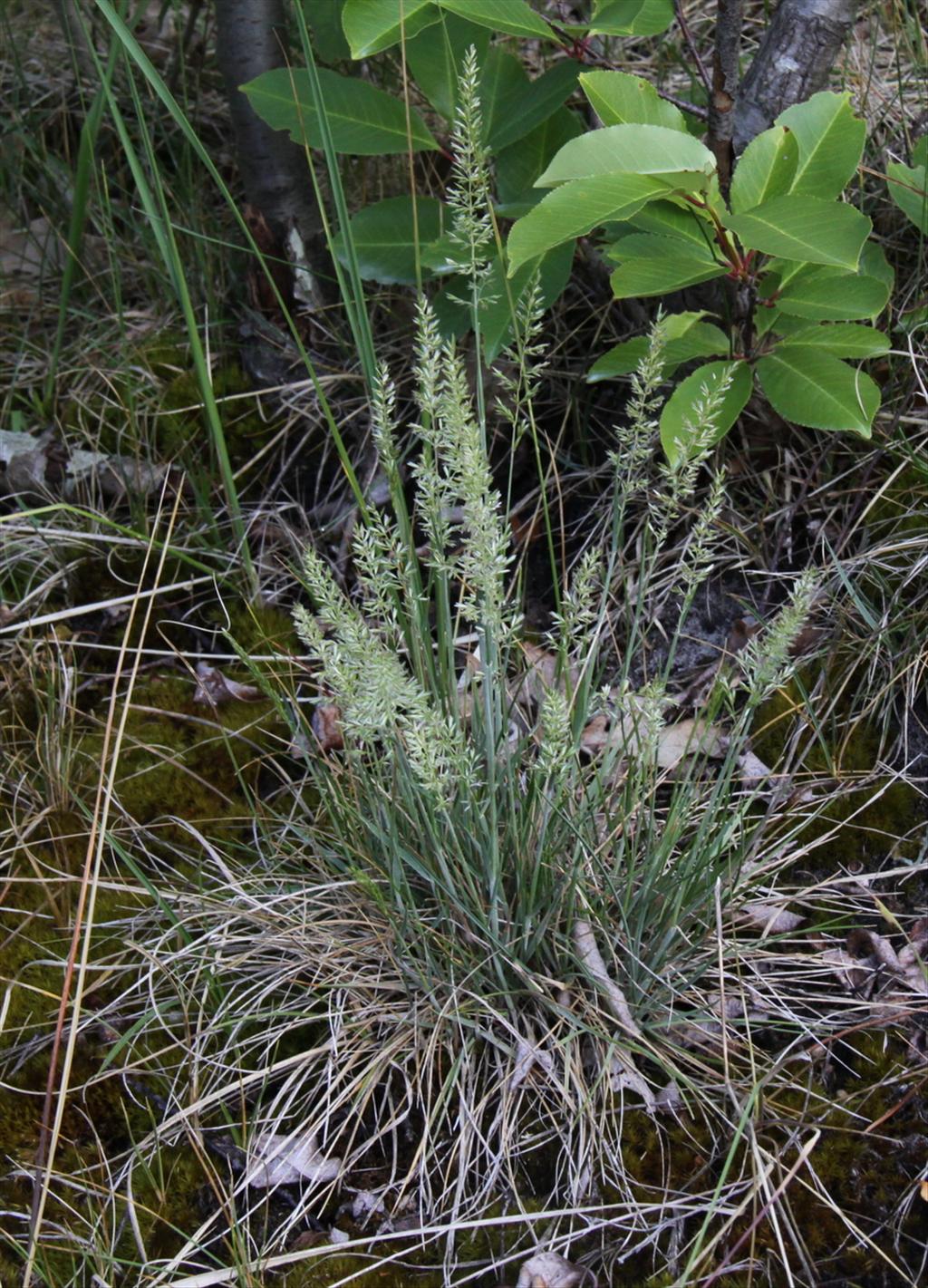 Koeleria albescens (door Peter Meininger)