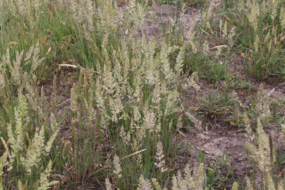 Koeleria albescens (door Peter Meininger)