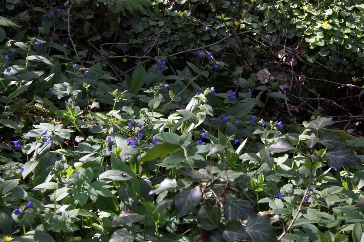 Pulmonaria montana (door Peter Meininger)