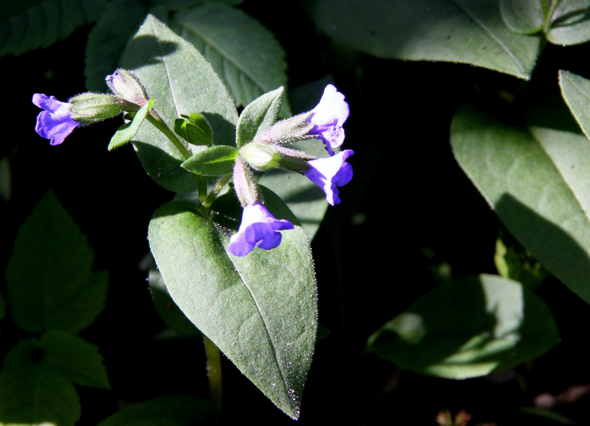 Pulmonaria montana (door Peter Meininger)