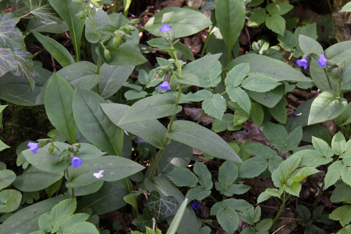 Pulmonaria montana (door Peter Meininger)