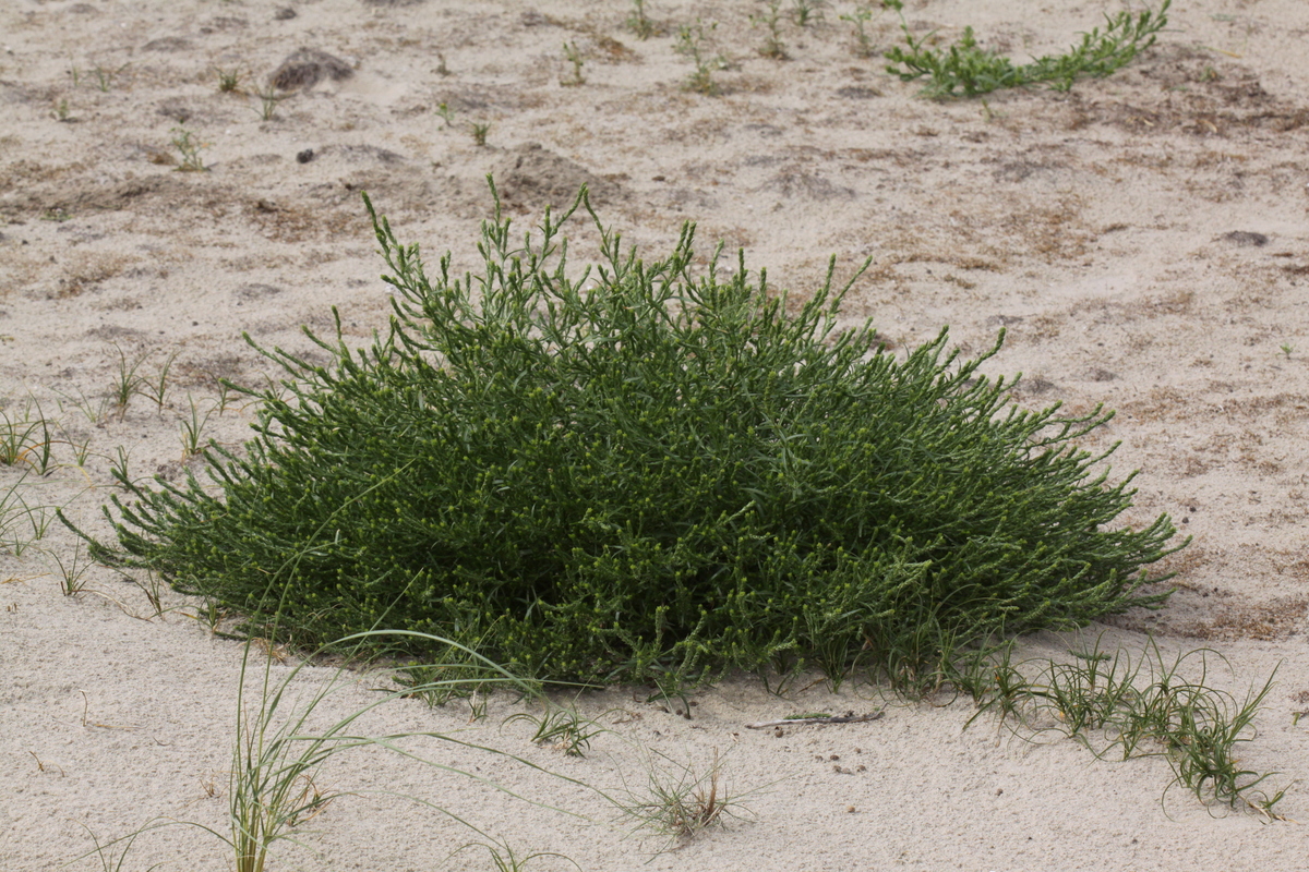 Corispermum pallasii (door Peter Meininger)