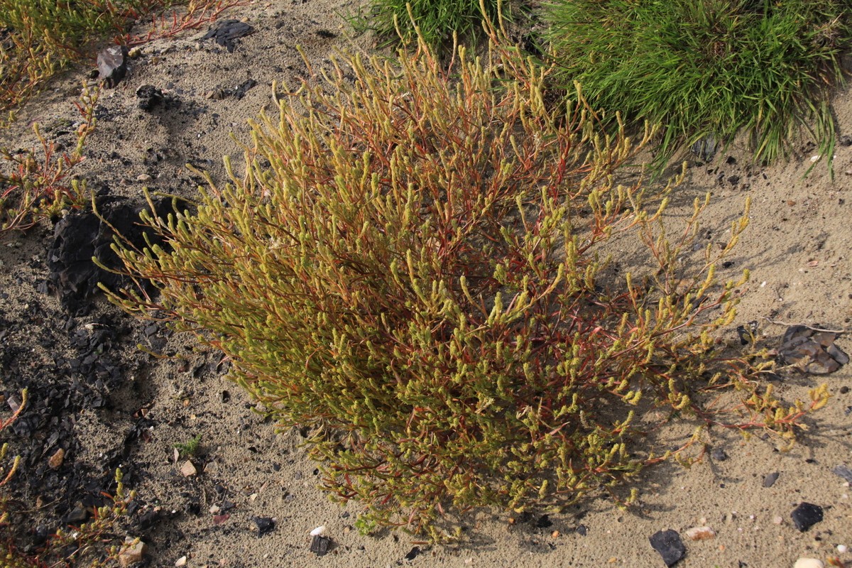 Corispermum pallasii (door Peter Meininger)