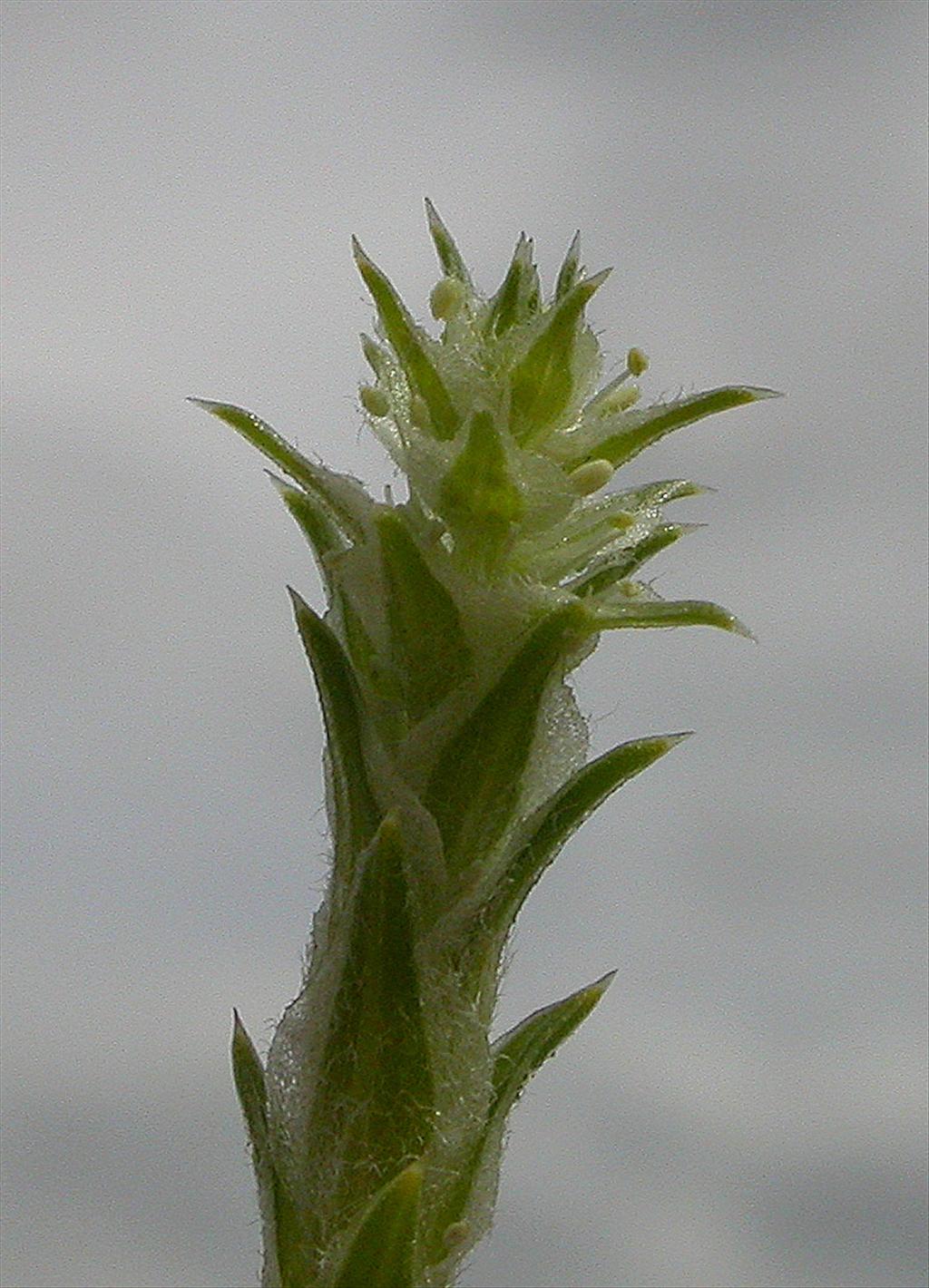 Corispermum pallasii (door Peter Meininger)