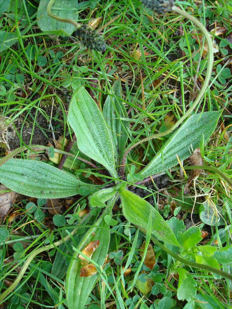 Plantago lanceolata (door Michael Inden)