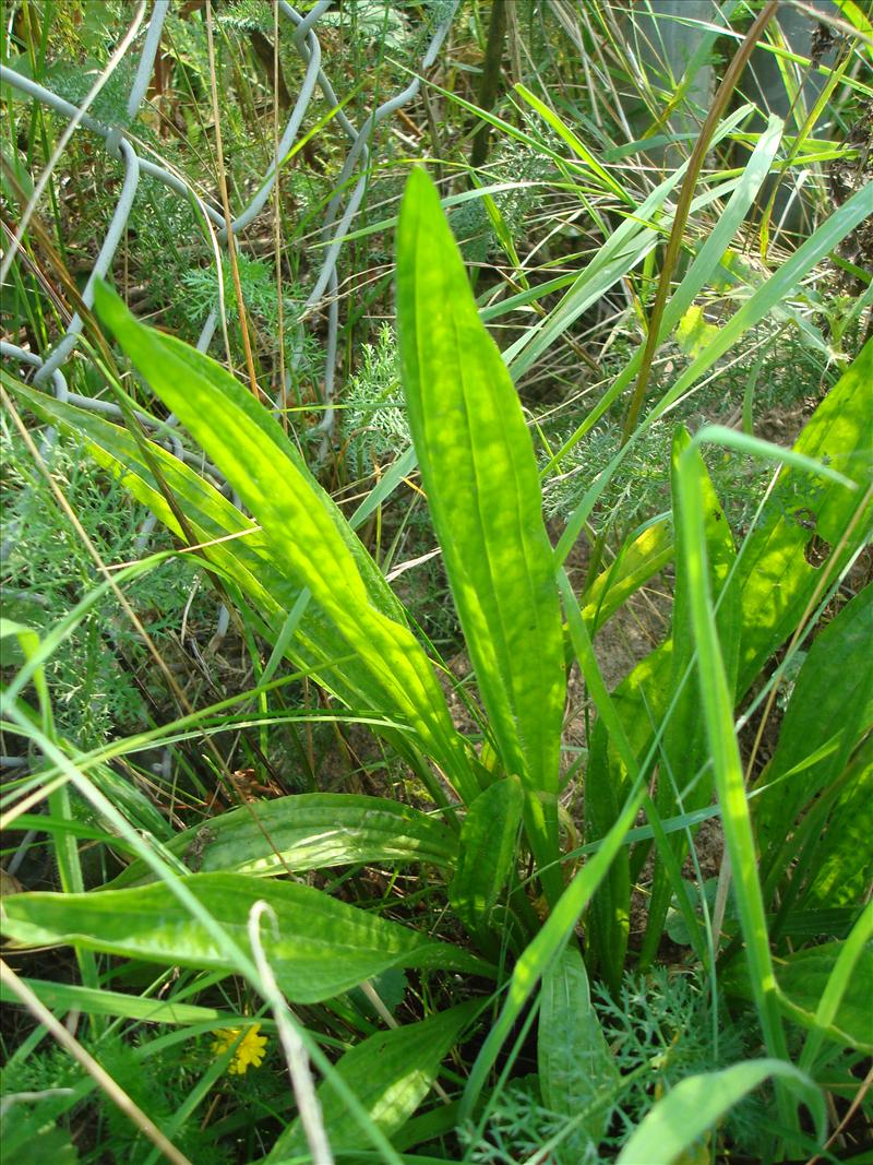 Plantago lanceolata (door Michael Inden)