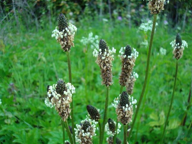 Plantago lanceolata (door Michael Inden)