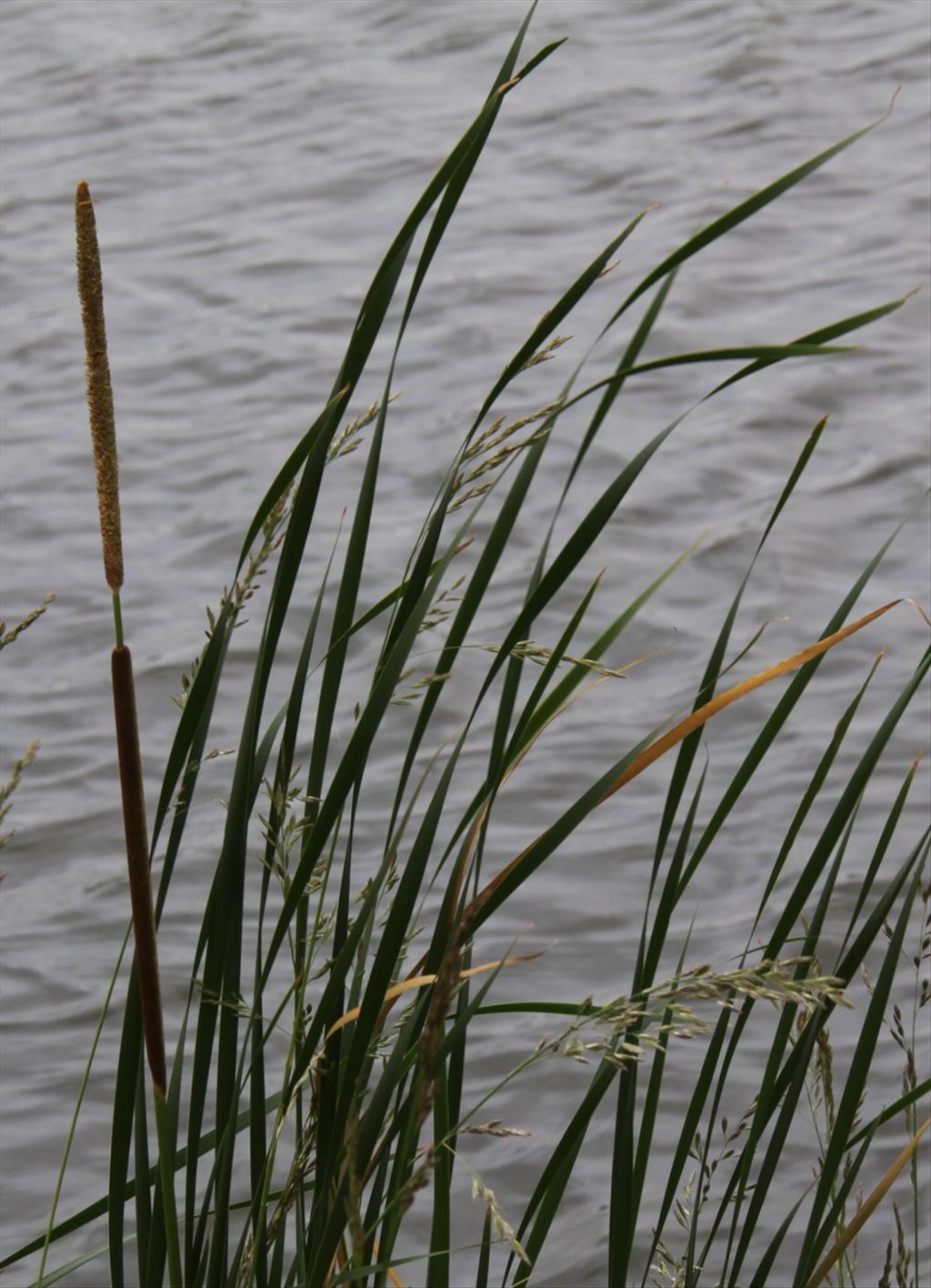 Typha angustifolia (door Peter Meininger)