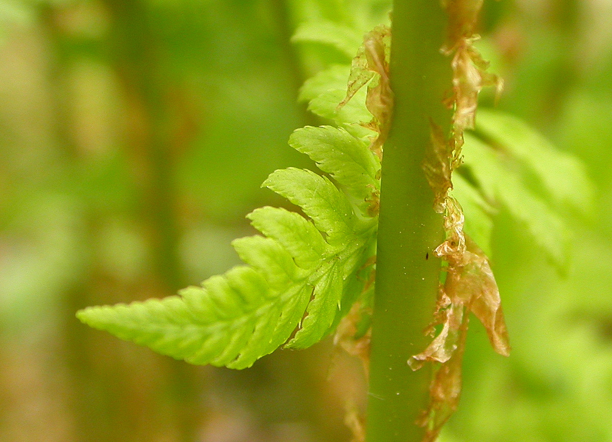 Dryopteris carthusiana (door Peter Meininger)