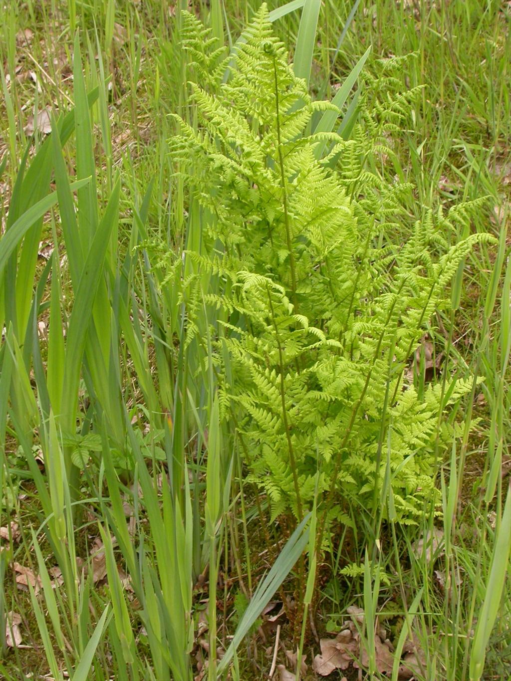 Dryopteris carthusiana (door Peter Meininger)