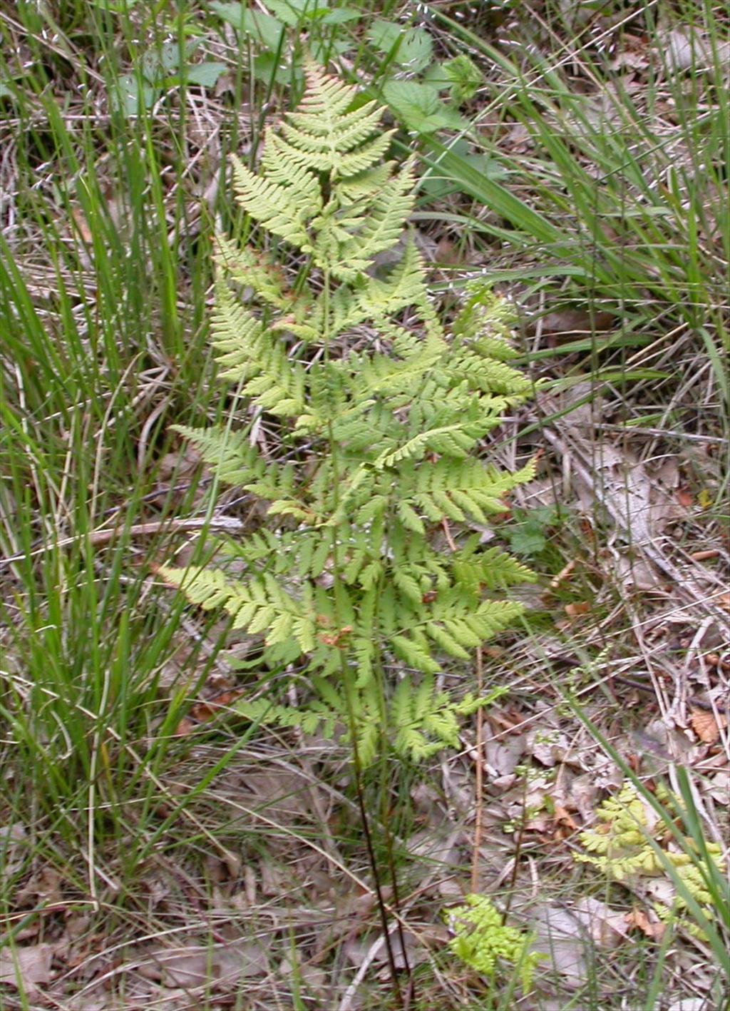 Dryopteris carthusiana (door Peter Meininger)