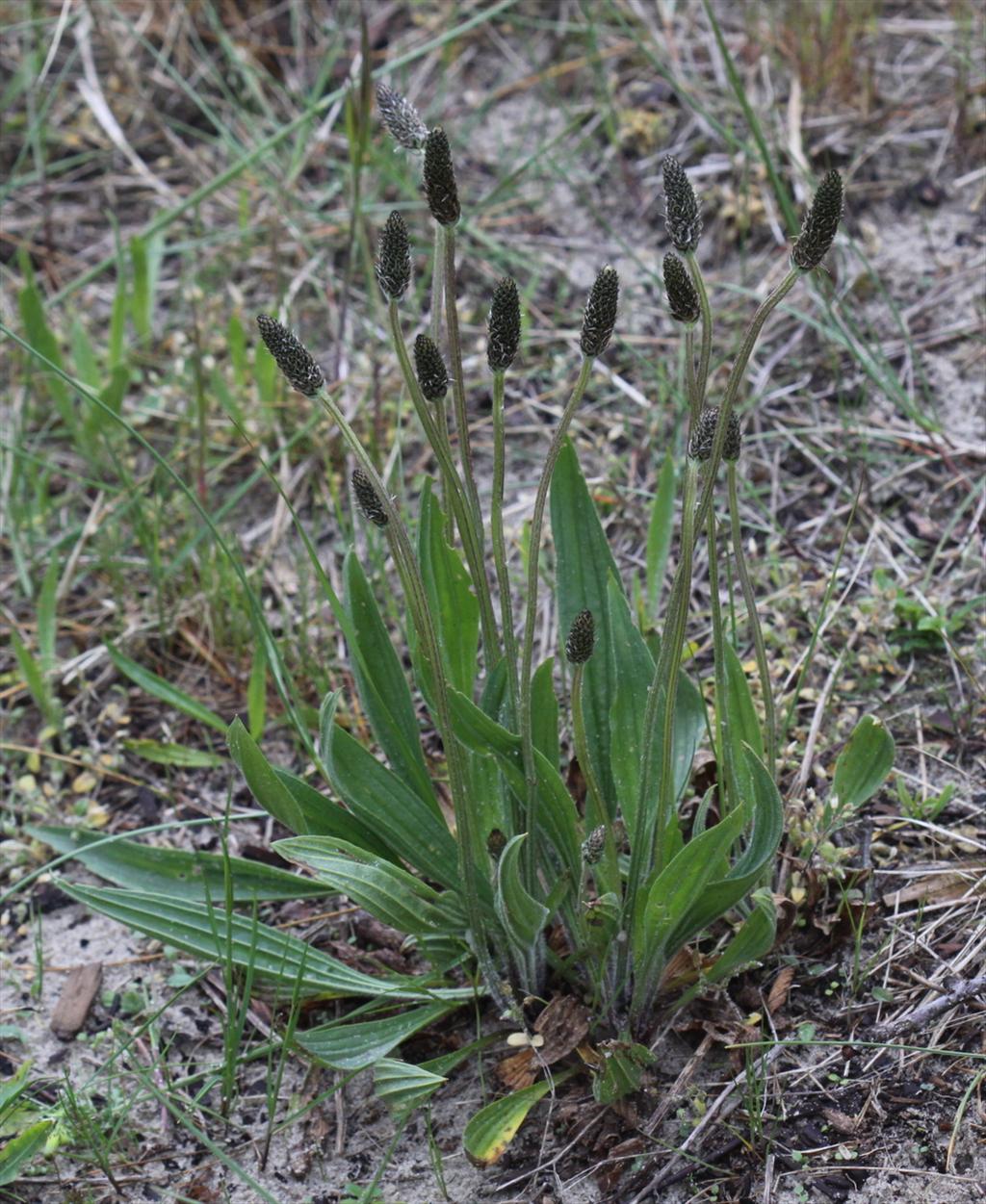 Plantago lanceolata (door Peter Meininger)