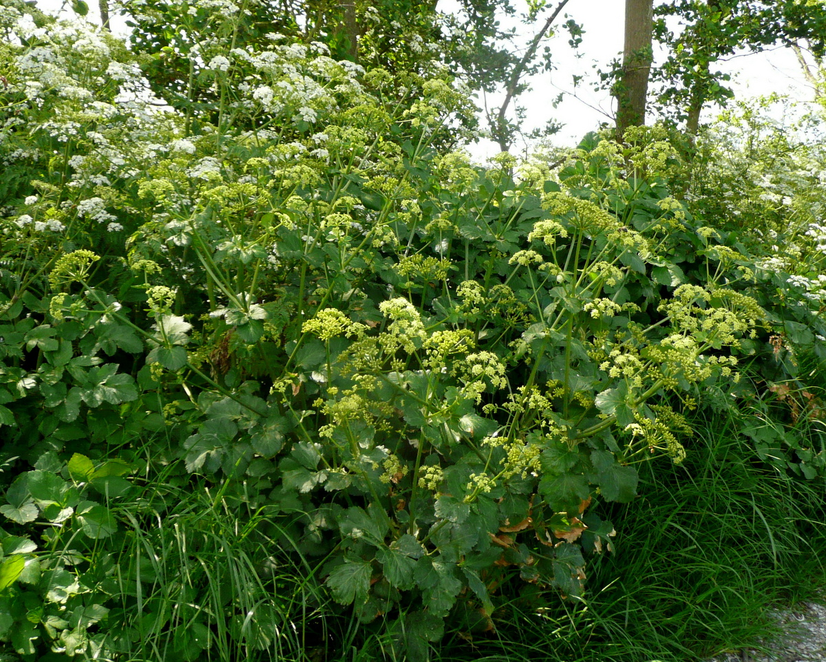 Smyrnium olusatrum (door Willie Riemsma)